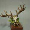 Whitetail Skull 
$250.00